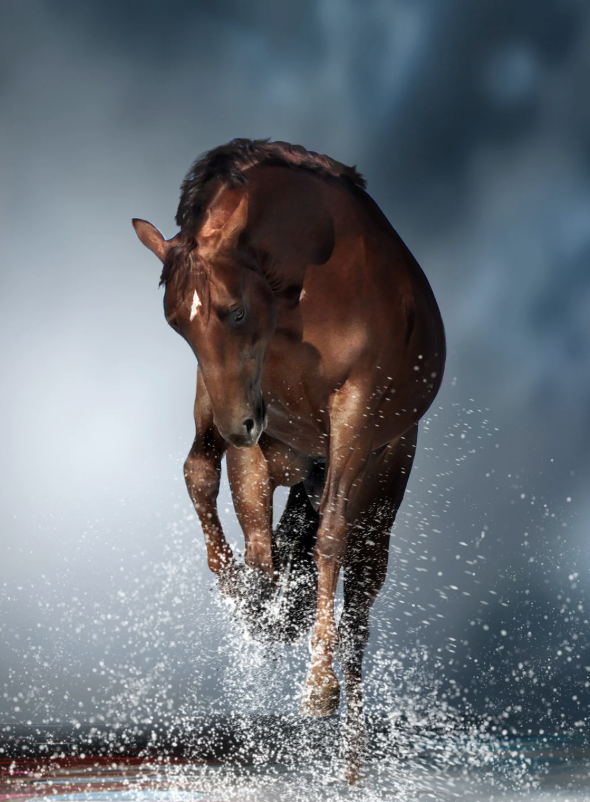 Dorsalgie cheval